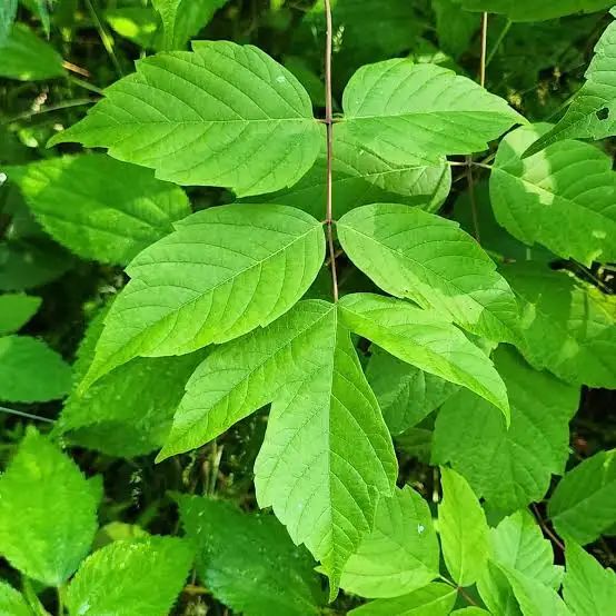 Box Elder - leaf_01.png