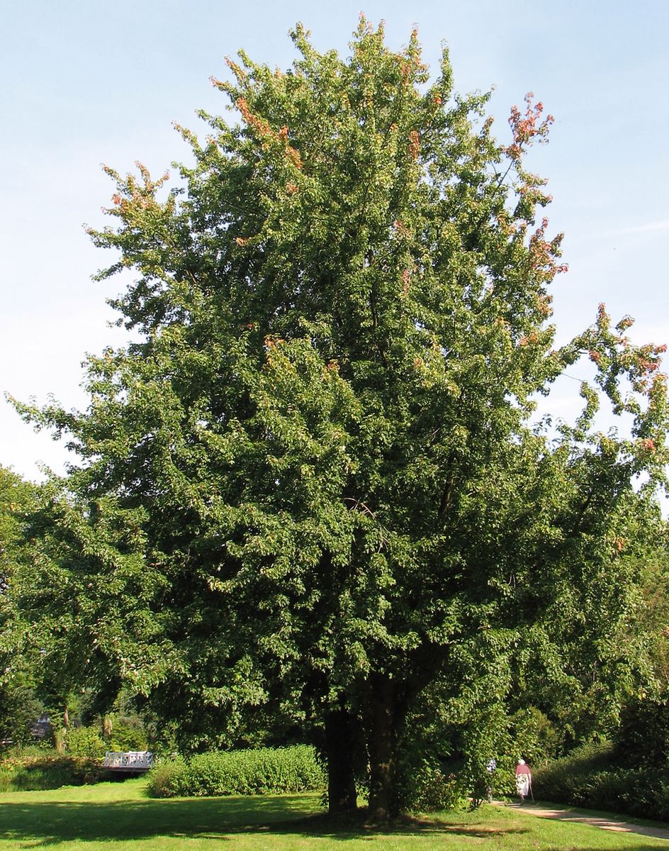 Silver Maple - whole_01.png