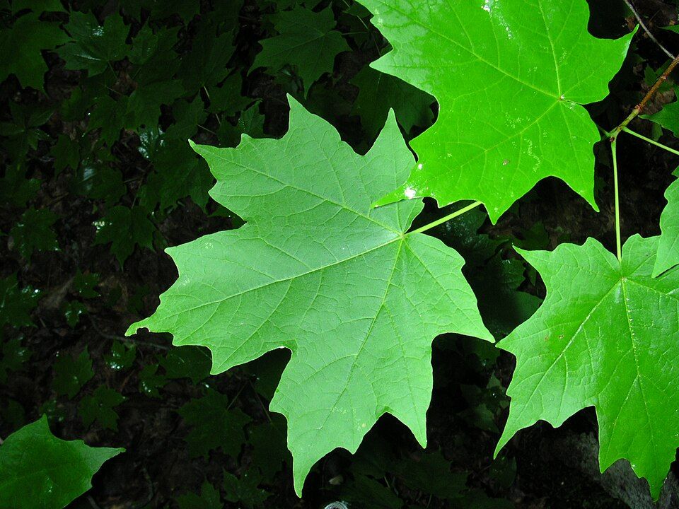 Sugar Maple - leaf_01.png