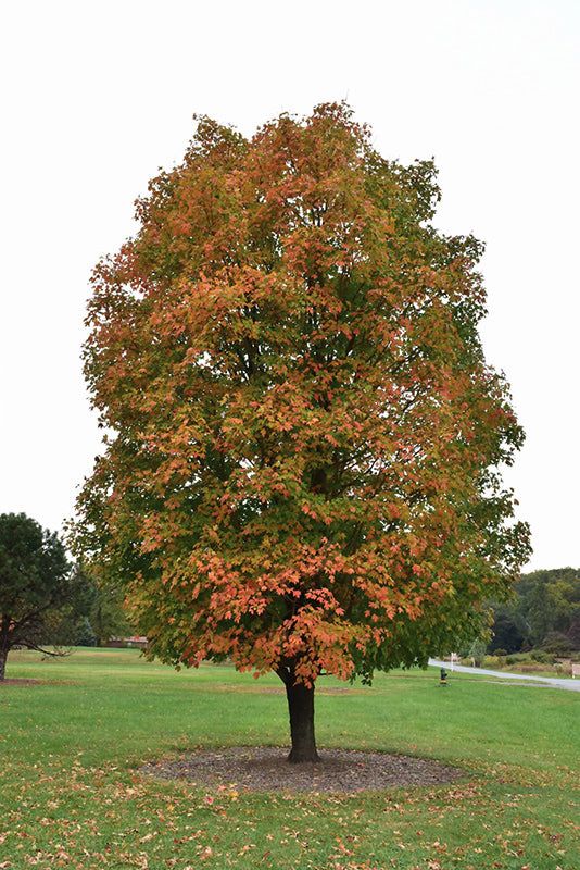 Sugar Maple - whole_01.png