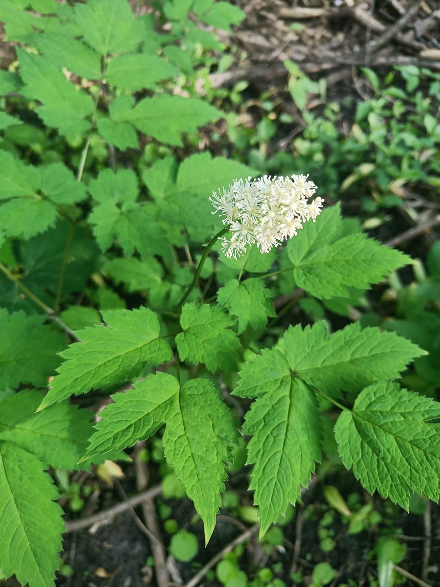 White Baneberry