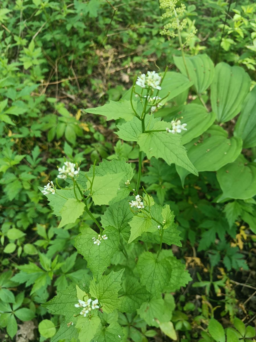 Garlic Mustard