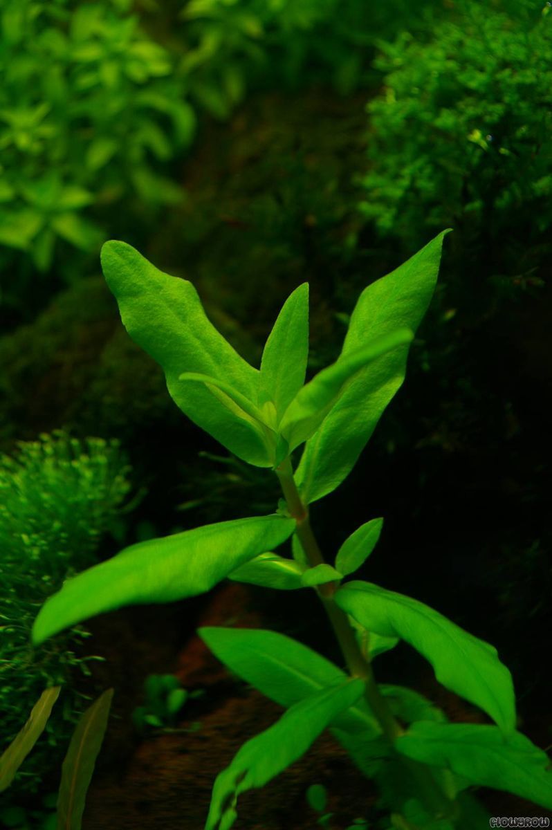 Cogswamp Toothcup