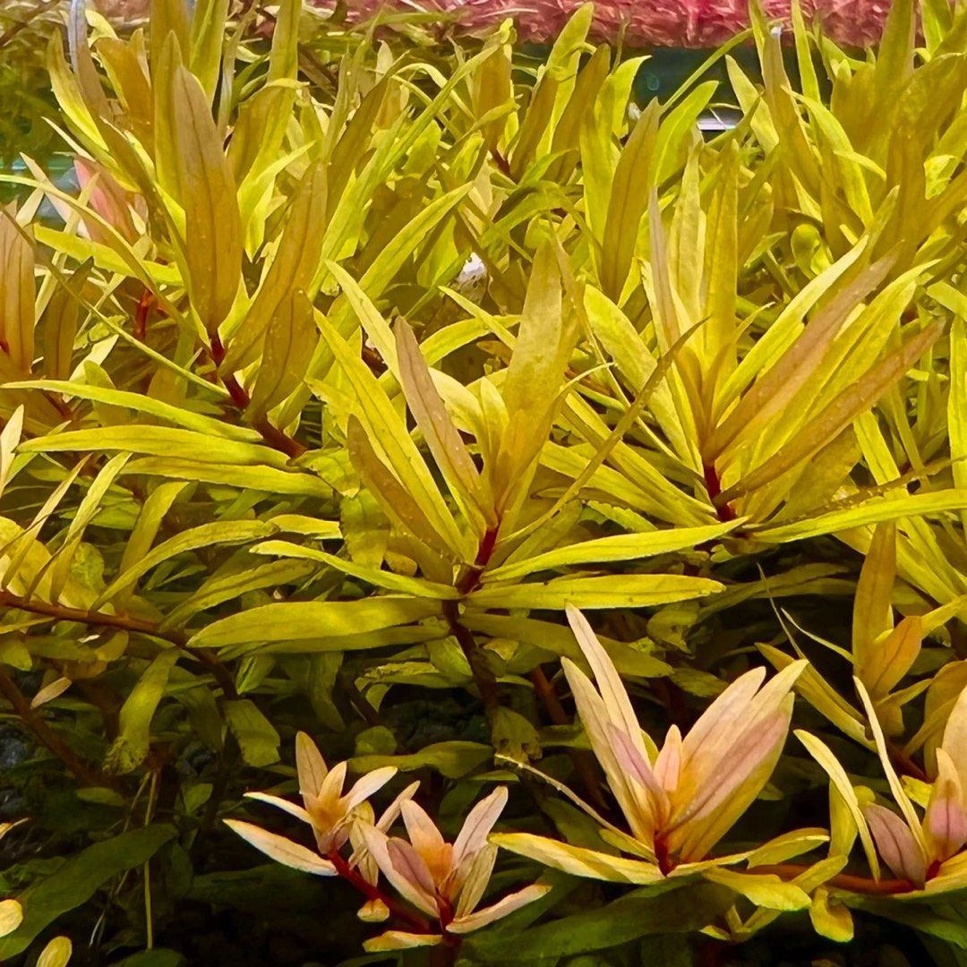 Golden Nesaea
