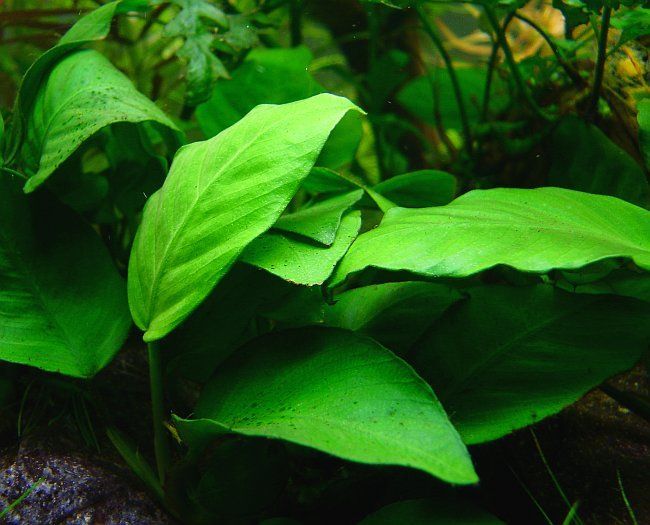 Anubias