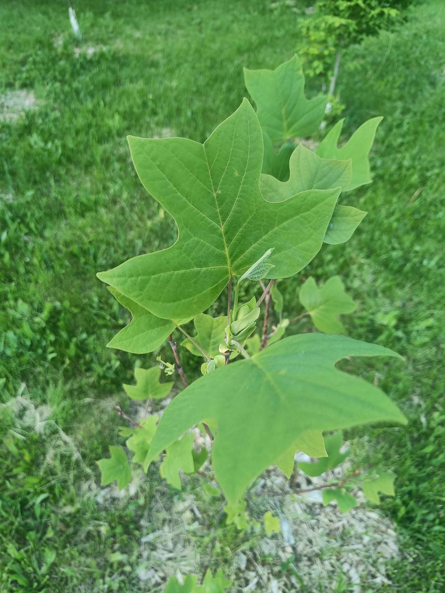 Pawpaw