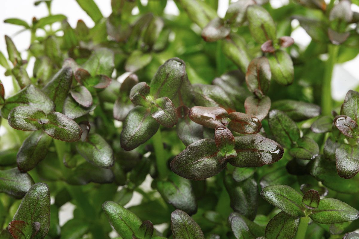 Salzmann's Bacopa