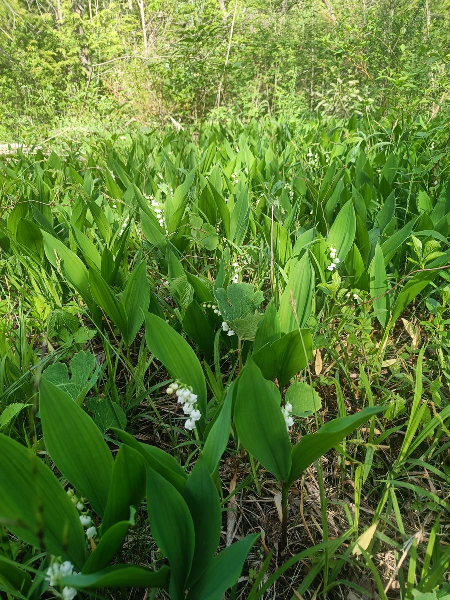 Lily of the Valley - whole_01.jpg