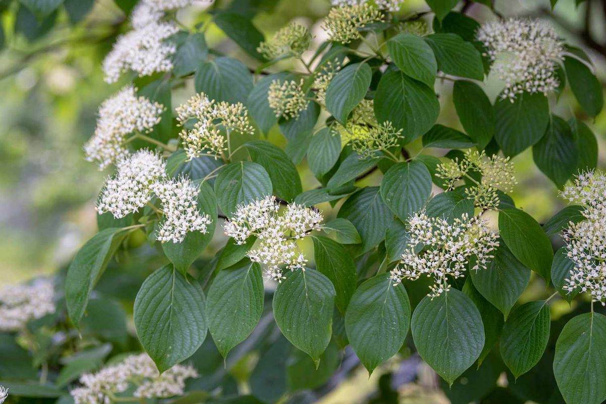 Pagoda Dogwood