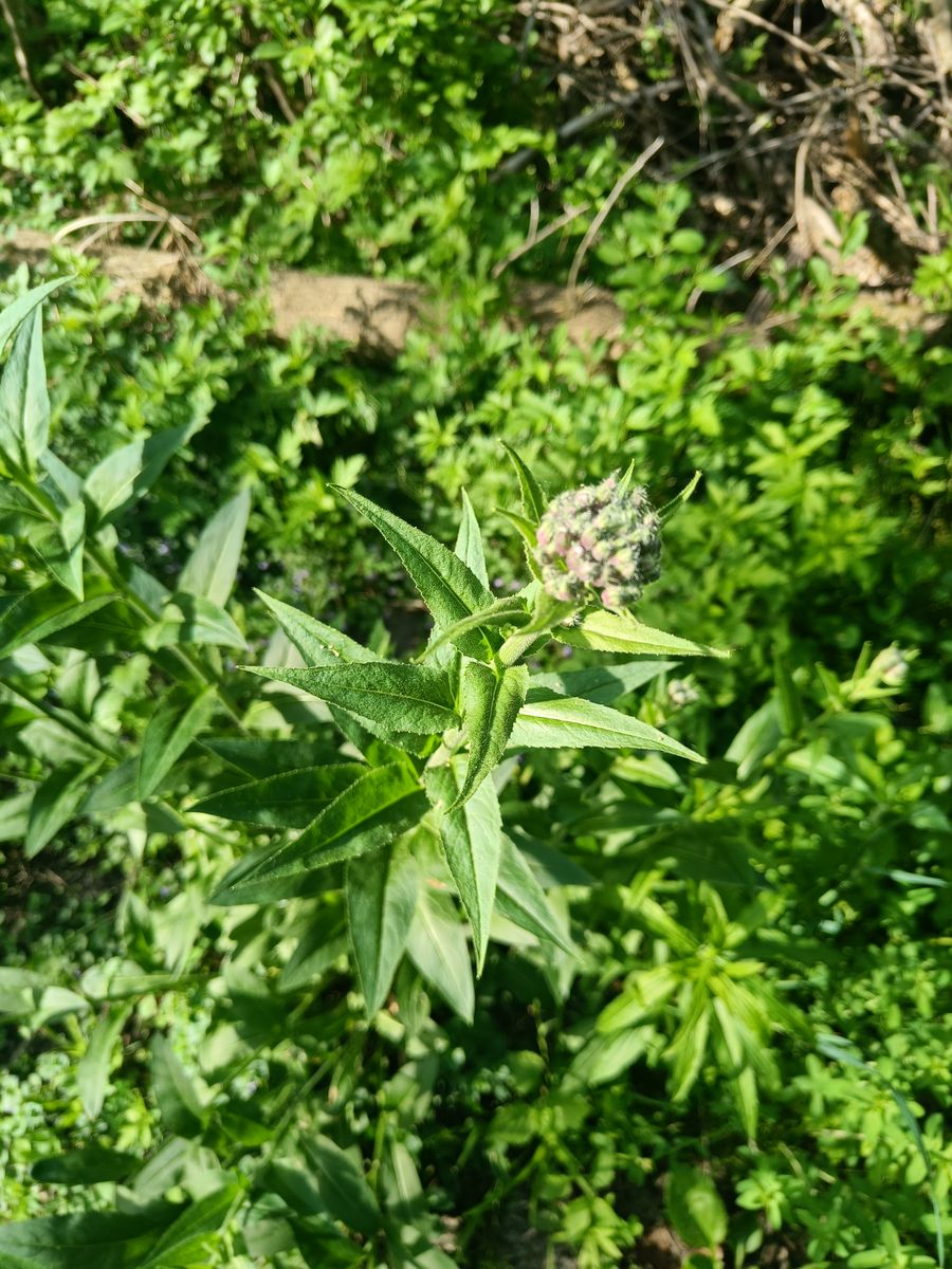 Common Boneset