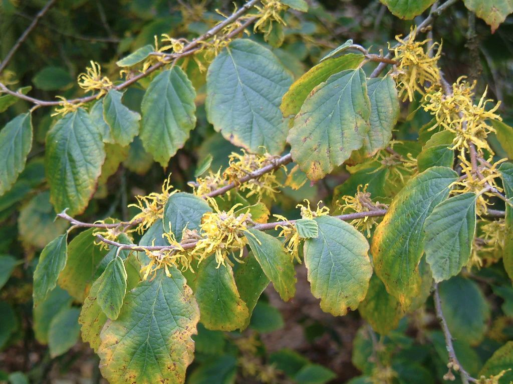 Witch Hazel