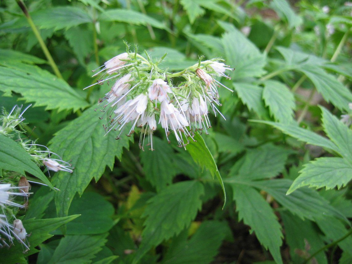 Virginia Waterleaf