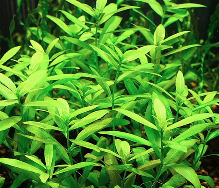 Dwarf Hygrophila