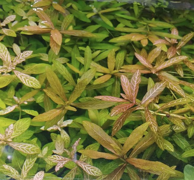 Dwarf Hygrophila - whole_02.png