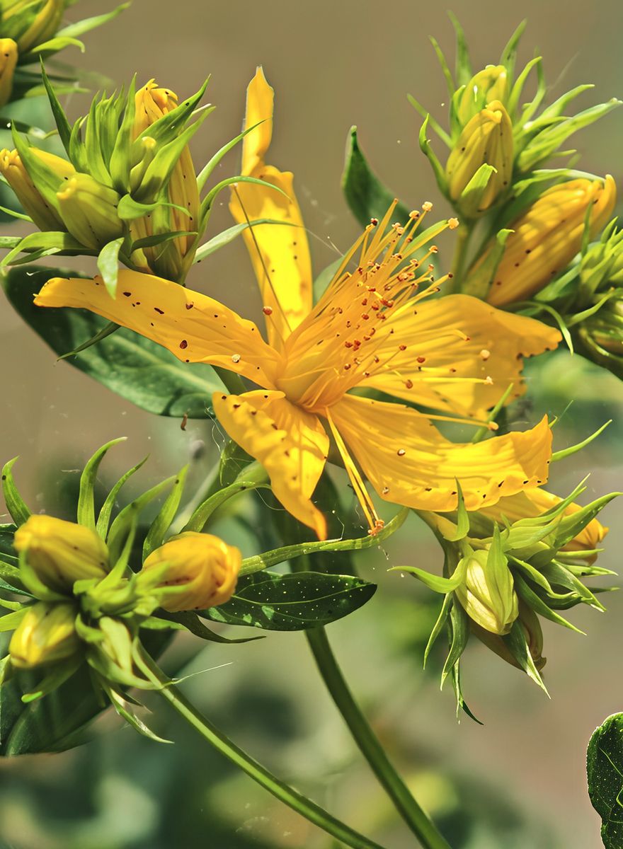 St. John's Wort