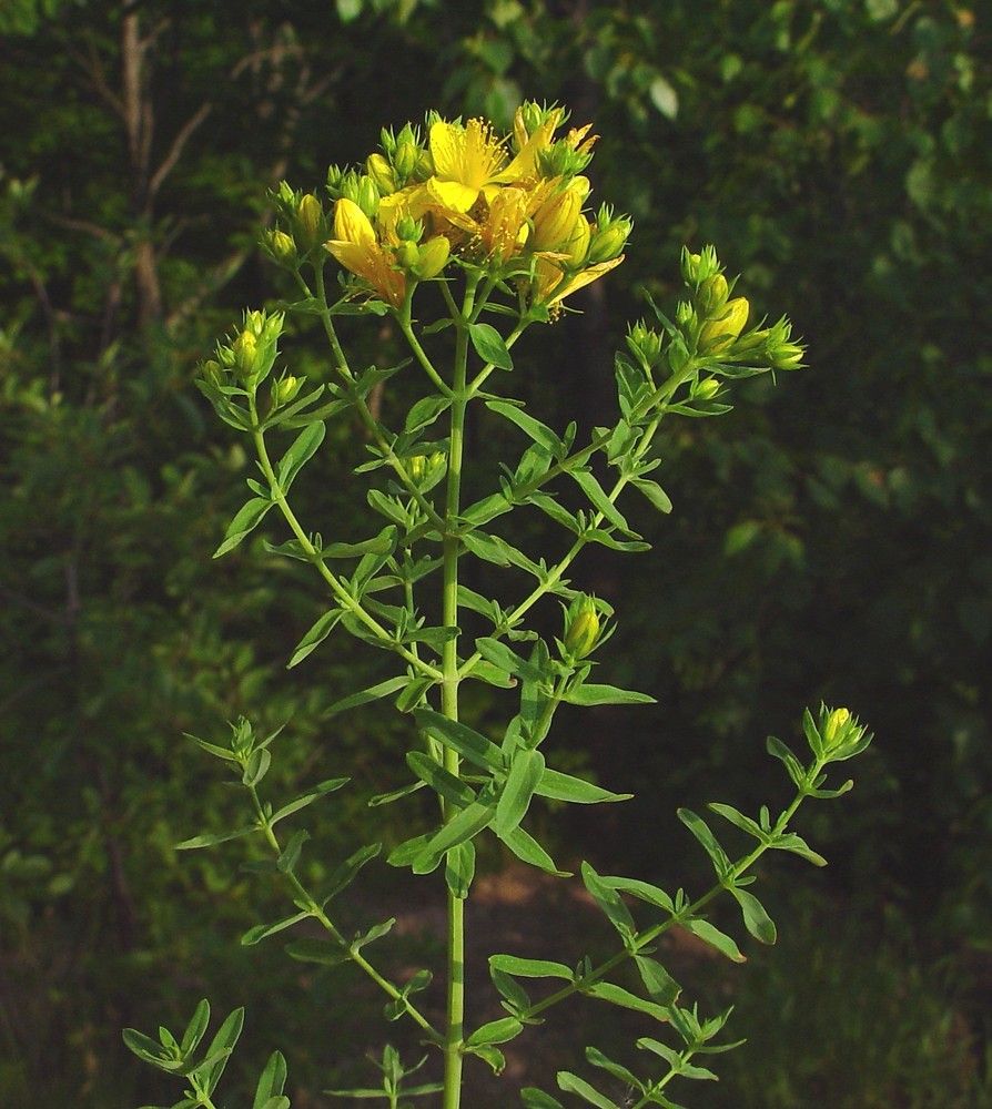 St. John's Wort - whole_01.png