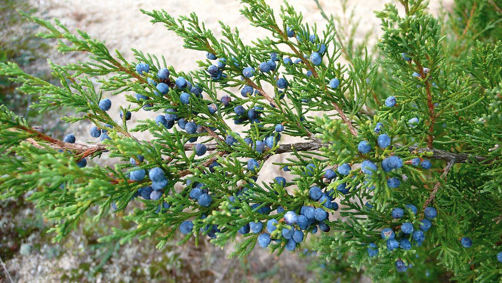 Eastern Red Cedar