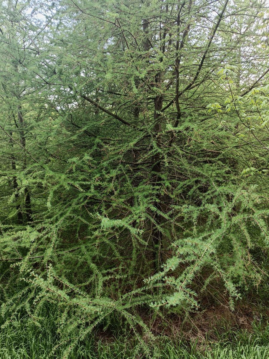 Tamarack