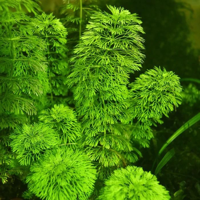 Asian Ambulia