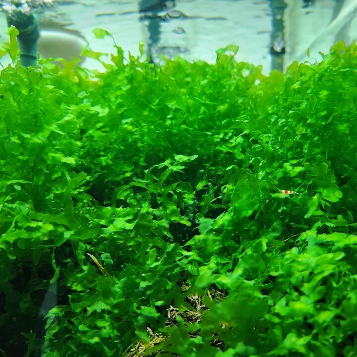 Süßwassertang