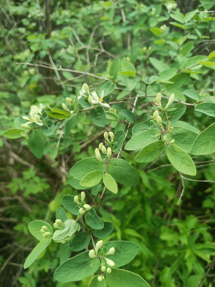 Morrow's Honeysuckle