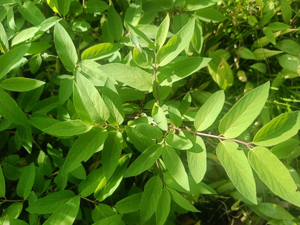 Morrow's Honeysuckle - leaf_01.jpg