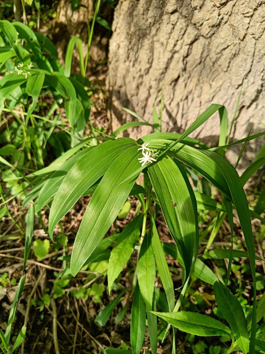 Star-flowered False Solomon's Seal