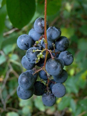 Common Moonseed
