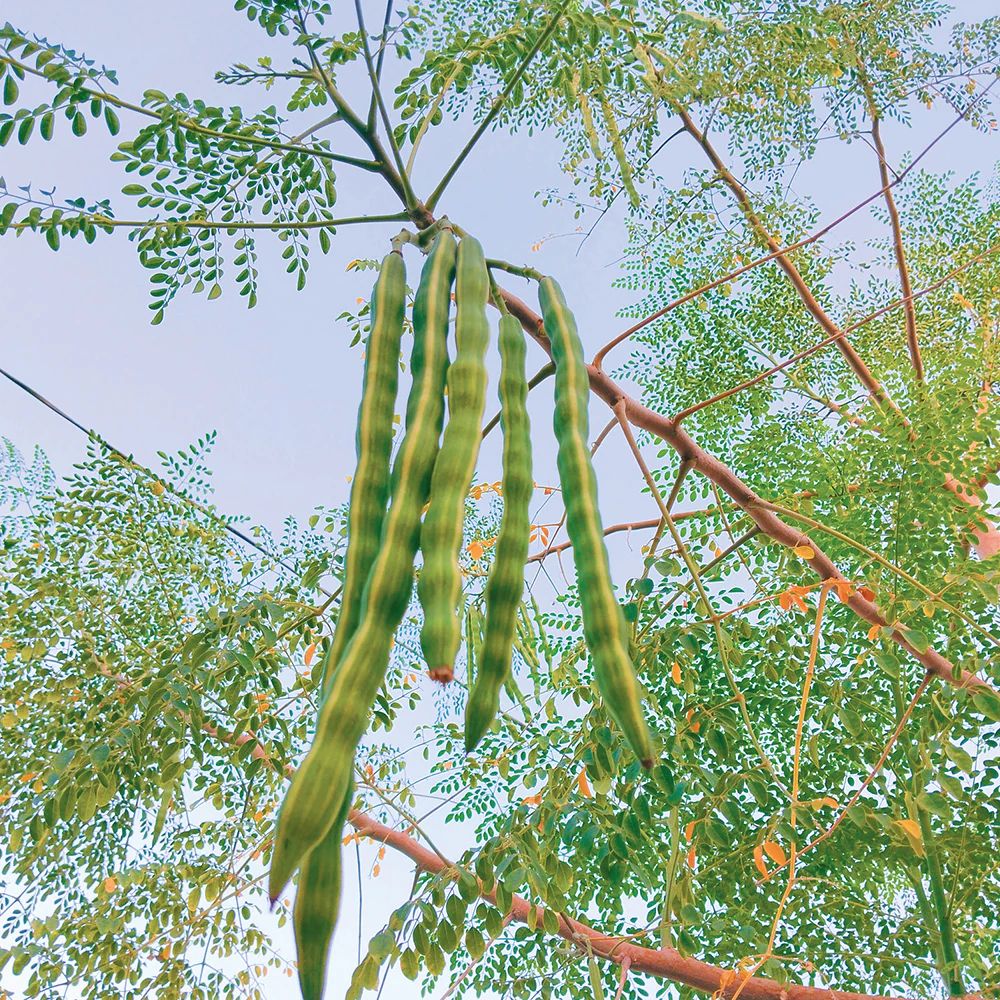 Moringa