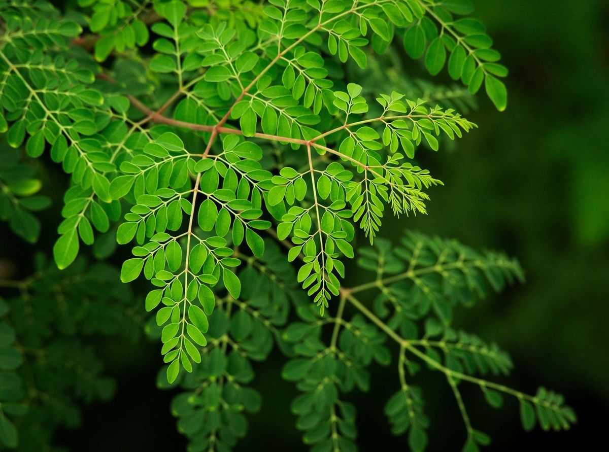 Moringa - leaf_01.png