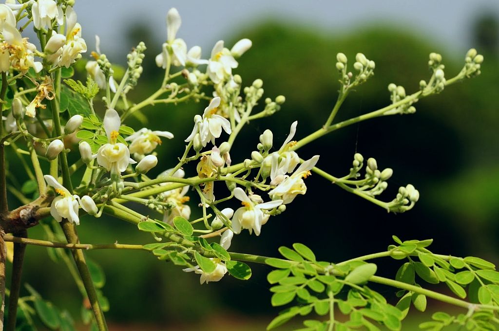 Moringa - whole_01.png