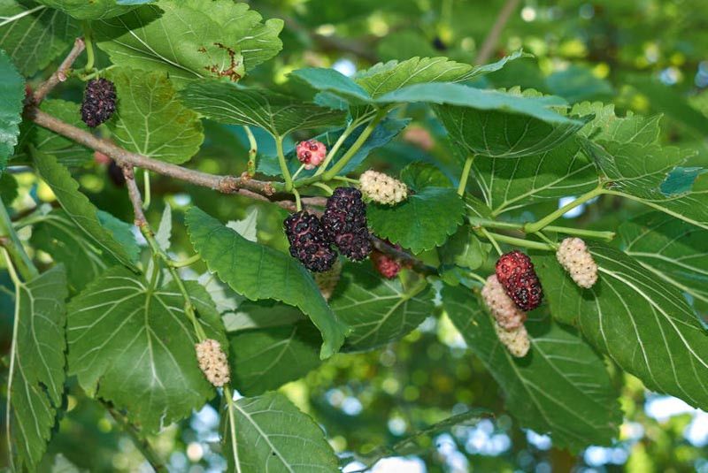 White Mulberry