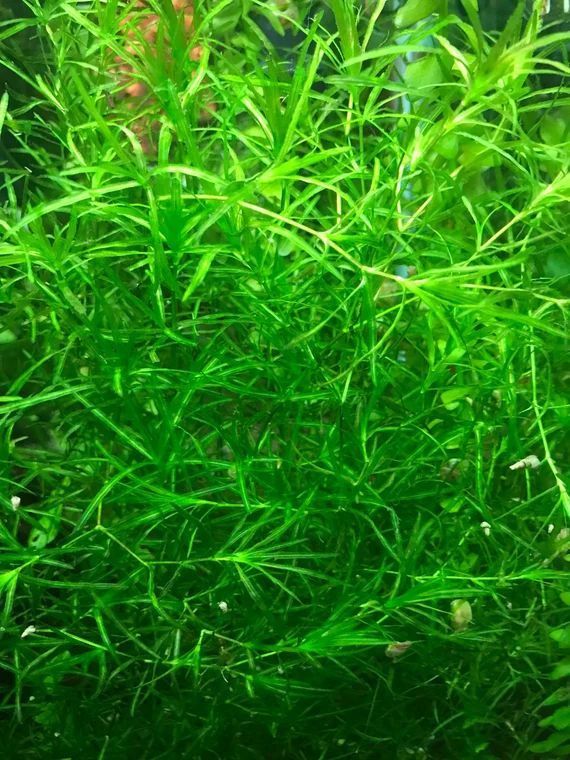 Guppy Grass
