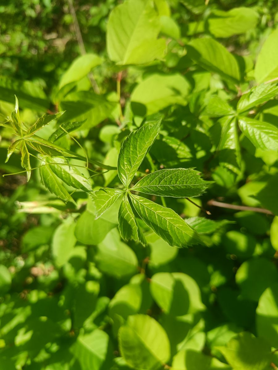 Virginia Creeper - leaf_02.jpg