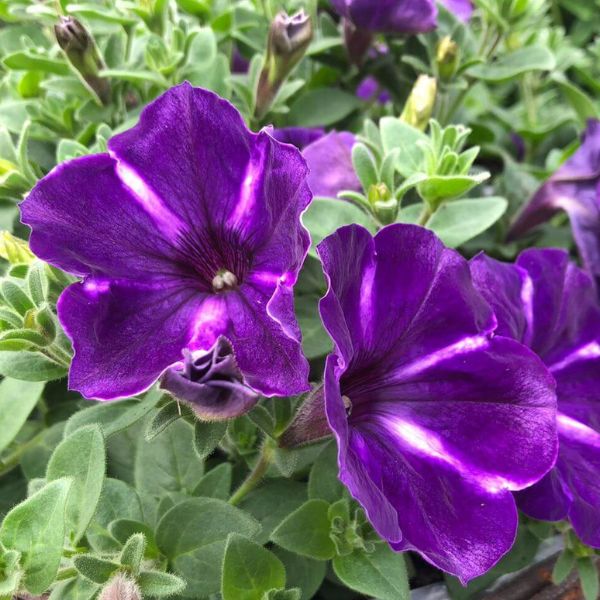 Petunia (Surfinia Series)