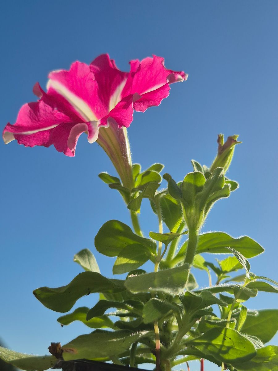 Petunia (Surfinia Series) - whole_01.png
