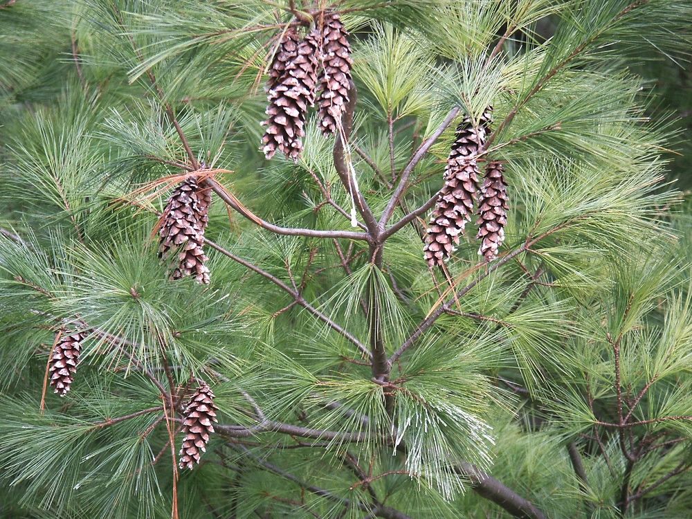 Eastern White Pine