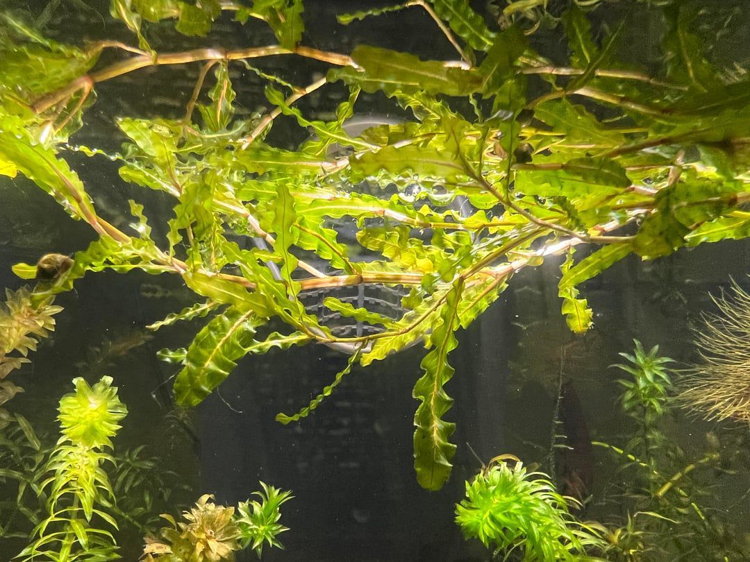 Curly-leaf Pondweed