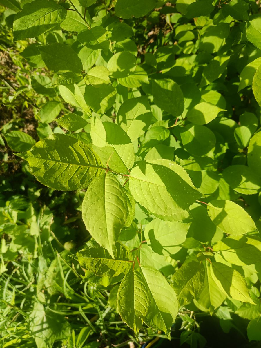 Chokecherry - leaf_01.jpg