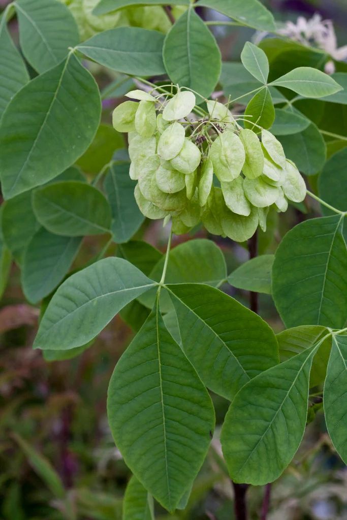 Common Hoptree