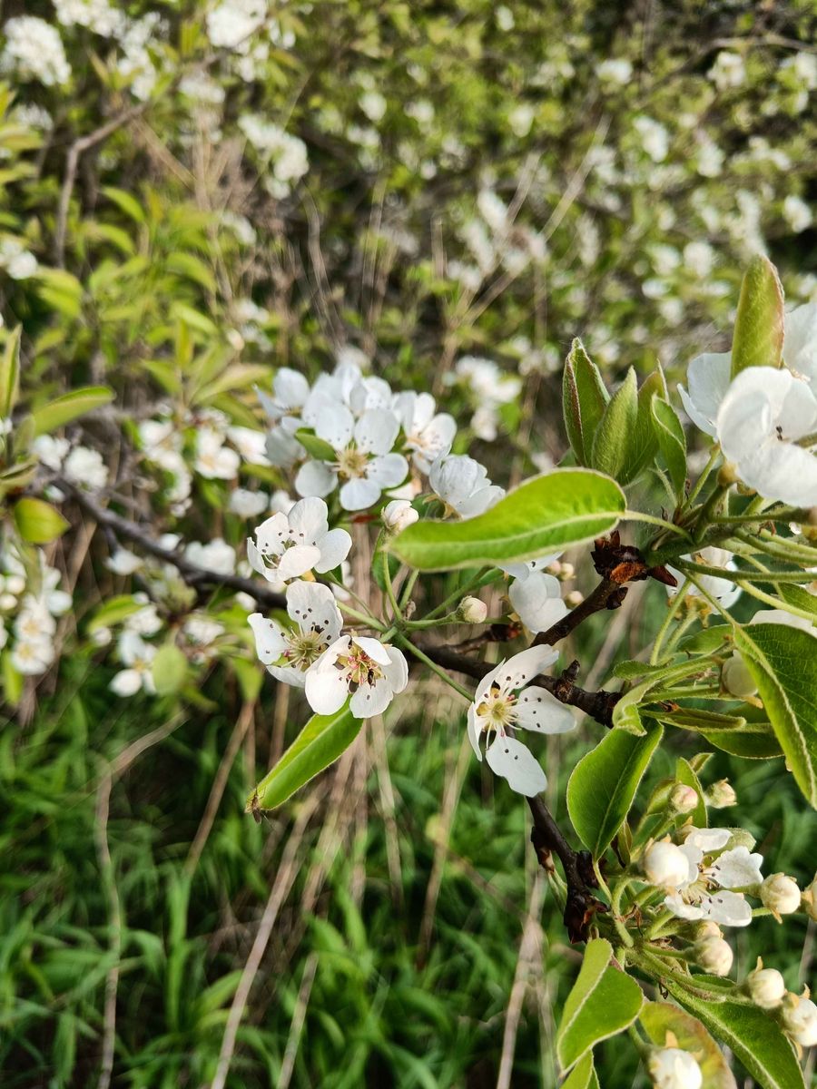 Callery Pear