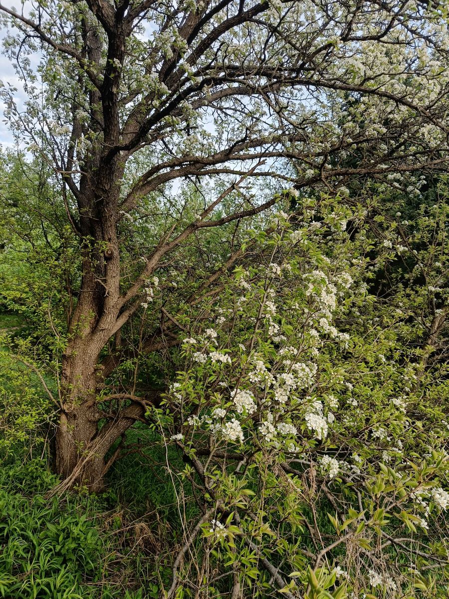 Callery Pear - whole_01.png
