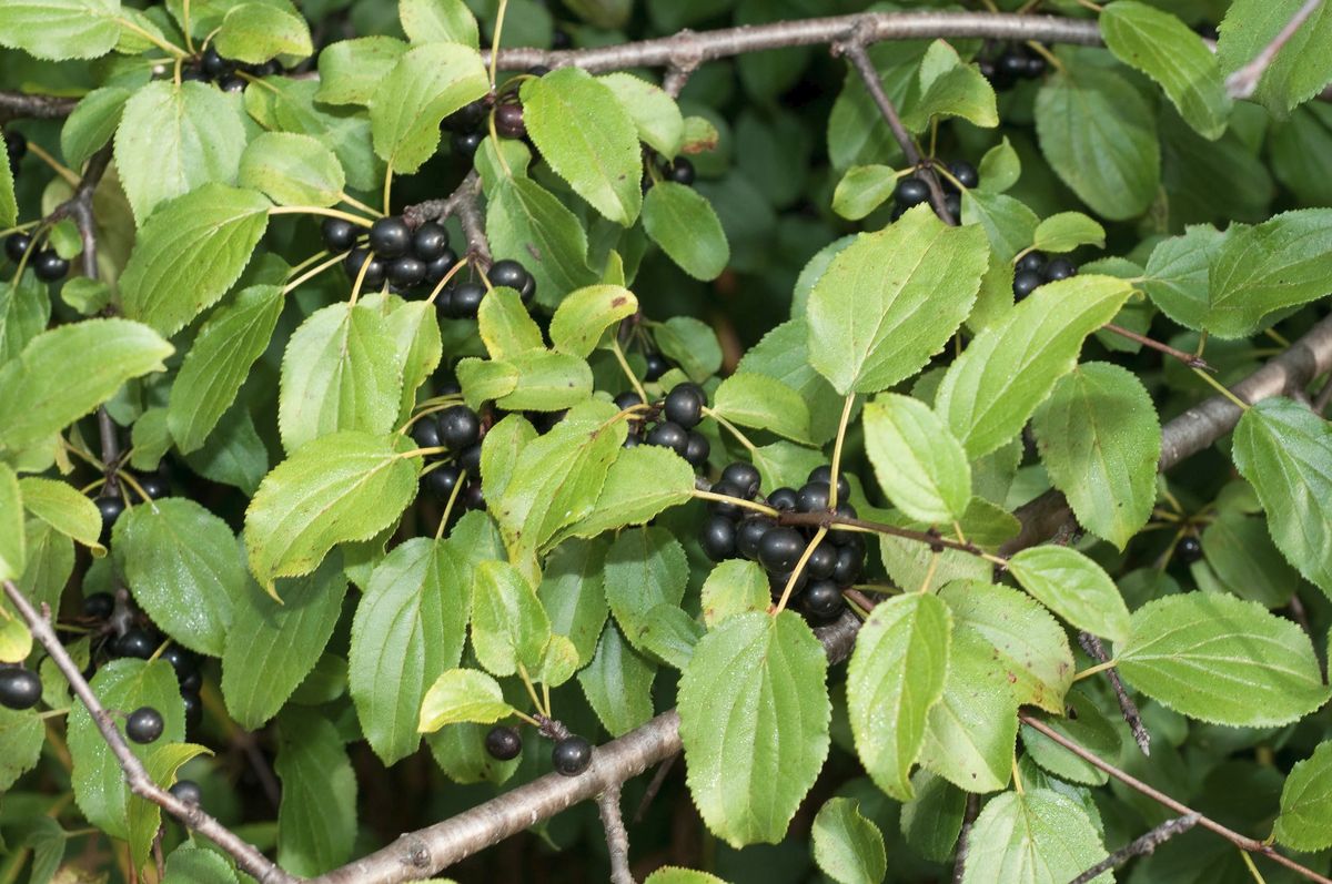 Common Buckthorn