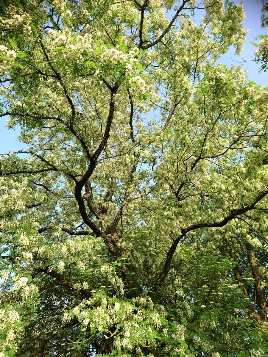 Black Locust - whole_01.png