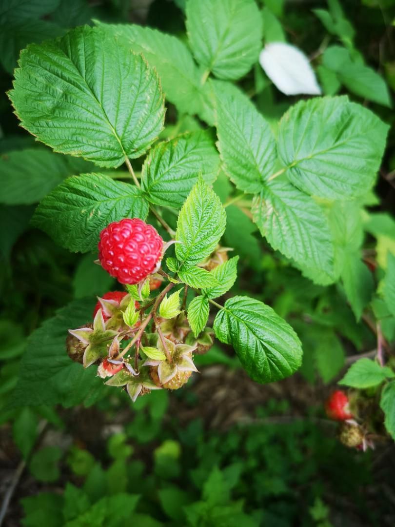 Red Raspberry