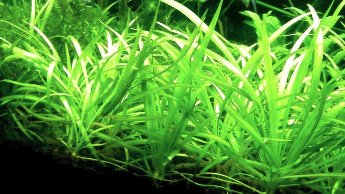 Dwarf Sagittaria