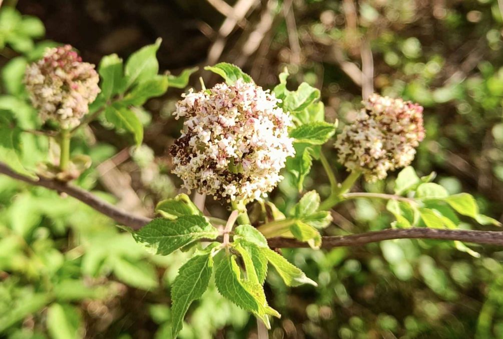 Red Elderberry
