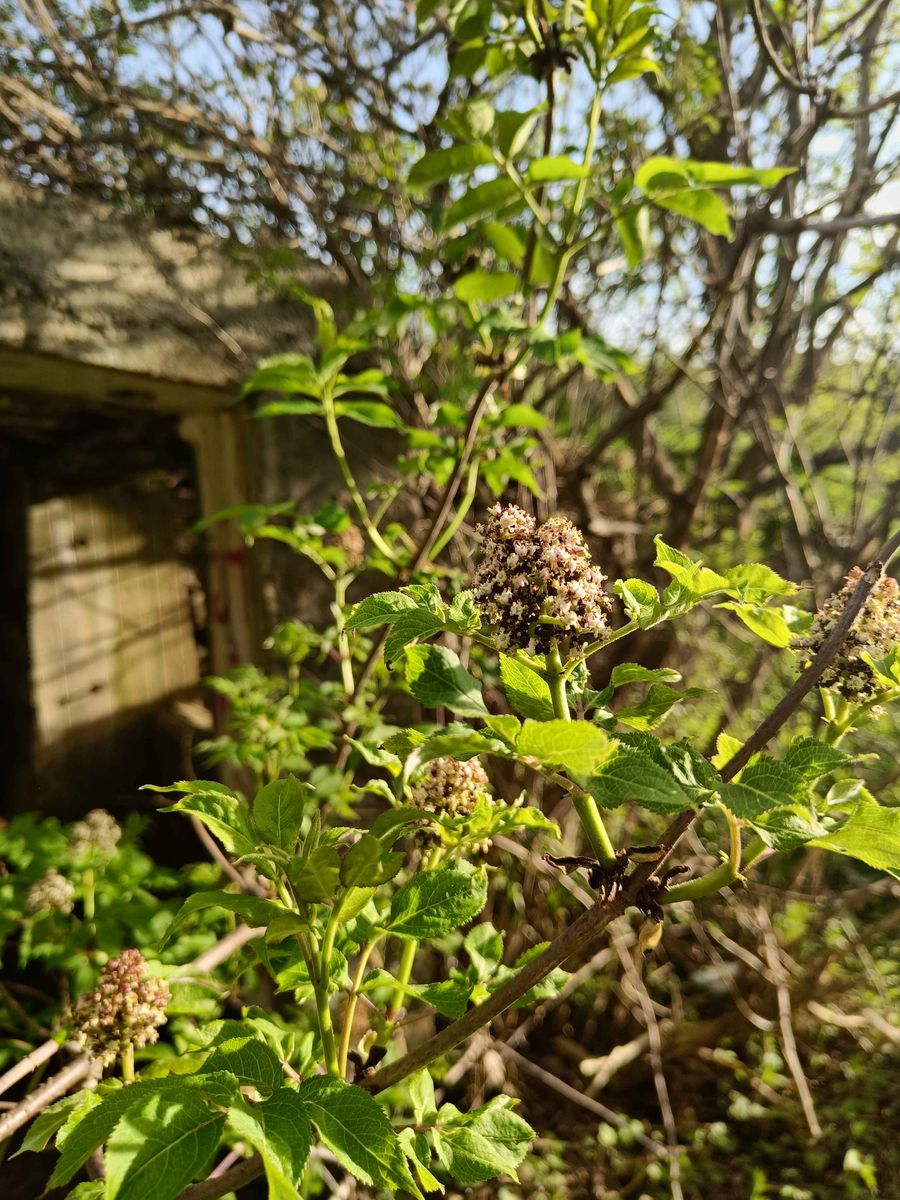 Red Elderberry - whole_01.png