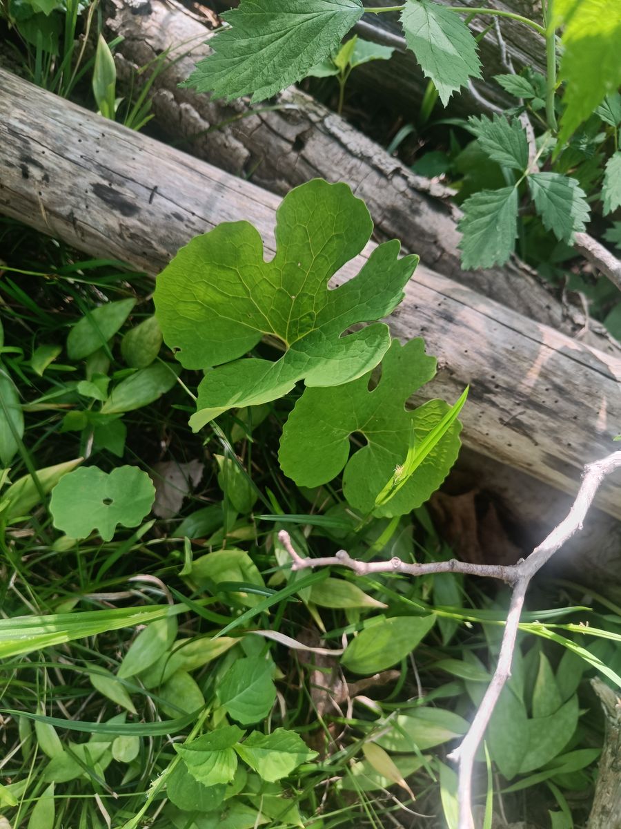 Bloodroot - leaf_02.jpg