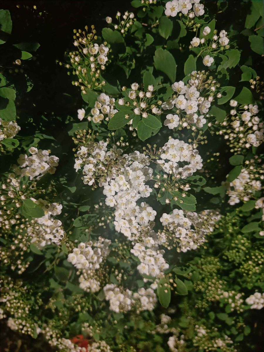 Vanhoutte Spirea